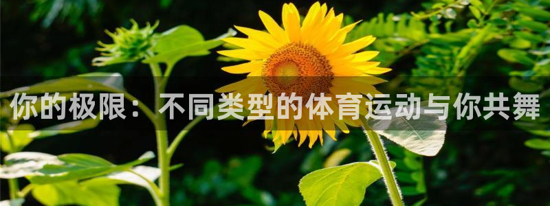球速体育